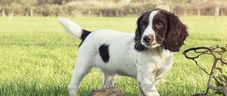 Field Spaniel